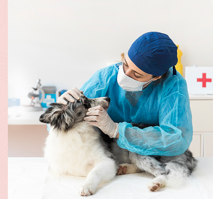 VET PRO - Giải pháp vận hành dịch vụ thú y chuyên nghiệp